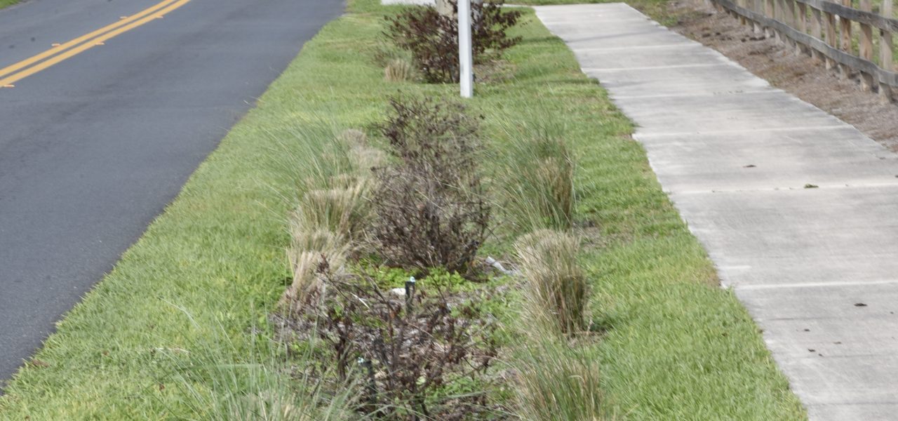 Raingarden & Stormwater Project