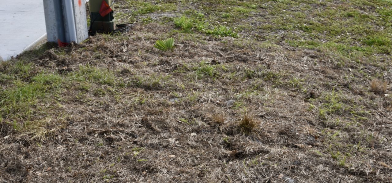 Raingarden & Stormwater Project